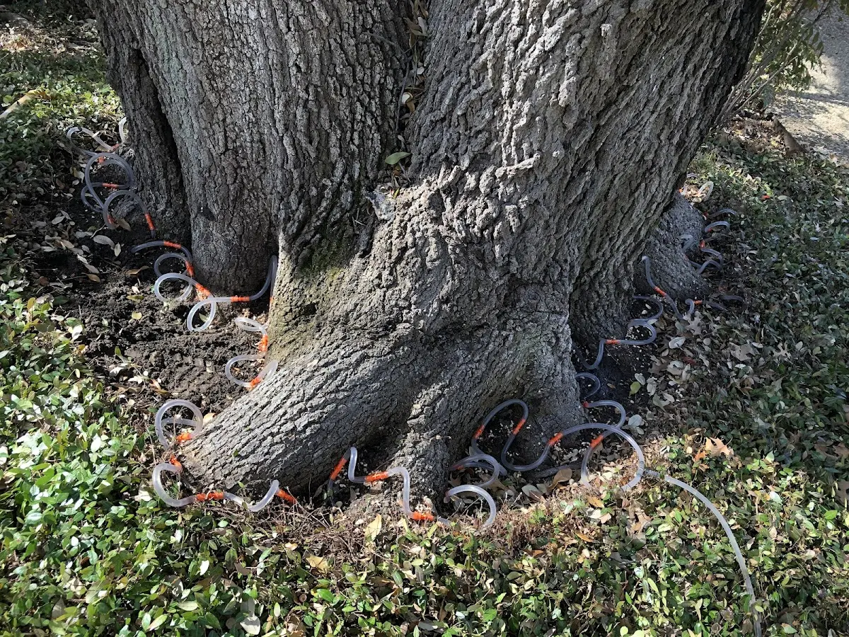 Detailed Tree Cabling and Bracing job site in Hayden